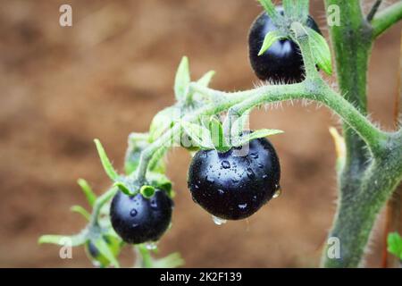 Schwarze Tomaten auf einem Zweig in den Garten. Indigo rose Tomaten Stockfoto