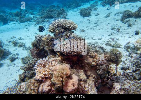 Farbenprächtiges, malerisches Korallenriff am Boden des tropischen Meeres, Hartkorallen und exotische Fische, Unterwasserlandschaft Stockfoto