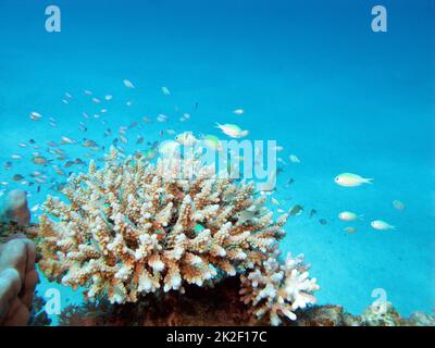 Korallenriff mit harten Korallen und exotischen Fischen auf dem Grund des tropischen Meeres auf blauem Wasser Hintergrund, Unterwasserlandschaft Stockfoto