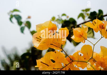 Gelbe Bougainvillea ornamentale Weinrebe Blume in Blüte isoliert auf Himmel Hintergrund. Schöne orange gelbe Bougainvillea. High-Angle-Ansicht. Stockfoto