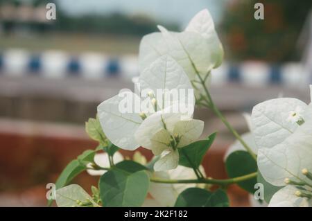 Zweig von Vanilla Ice Bougainvillea Pflanzen mit klassischen weißen Blüten umgeben von weißen Armbändern und weißen und grünen Rebblättern isoliert. Wunderschöner Blumenhintergrund. Stockfoto