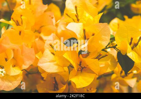 Mellow Yellow Bougainvillea Zierreben Blume voller Rahmen. Floraler Hintergrund Stockfoto