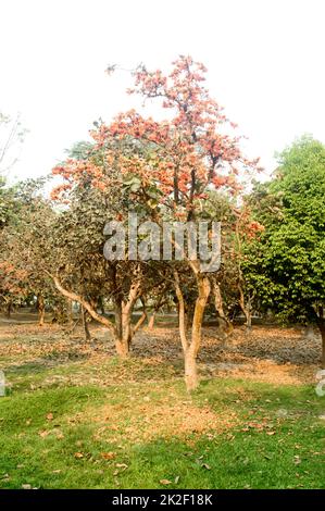 Krisscreura Gulmohar oder Royal Poinciana oder Flamboyant Zierbaum mit Hintergrundbeleuchtung bei Sonnenuntergang im Garten eines öffentlichen Parks. Der botanische Name Delonix Regia wird die Flamme des Waldes genannt. Stockfoto