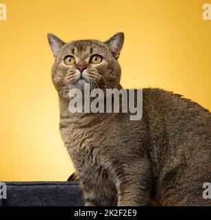 Porträt einer erwachsenen grauen schottischen geraden Katze auf gelbem Hintergrund Stockfoto