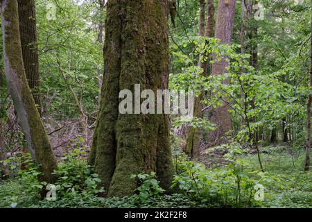 Milchstand mit Hornbalken und Lindenbaum Stockfoto