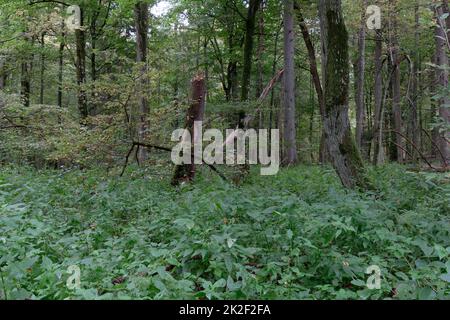 Laubbbaumstand im Herbst mit Hornbalken und Eichen Stockfoto