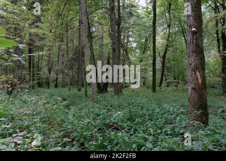 Laubbbaumstand im Herbst mit Hornbalken und Eichen Stockfoto