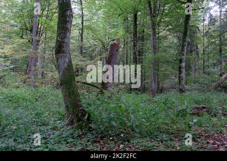 Laubbbaumstand im Herbst mit Hornbalken und Eichen Stockfoto