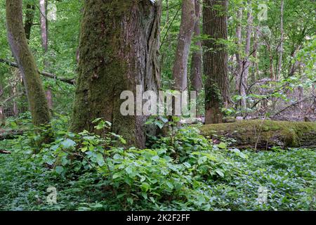 Milchstand mit Hornbalken und Lindenbaum Stockfoto