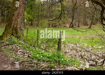 Spring Forest Wanderweg Rheinsteig im Siebengebirge Deutschland Stockfoto