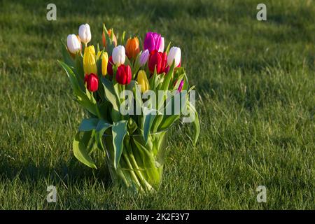 Bunte, frische Tulpen in einer Vase im Garten Stockfoto