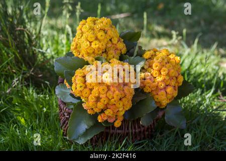 Gelbe kalanchoe blüht in einem Korb Stockfoto