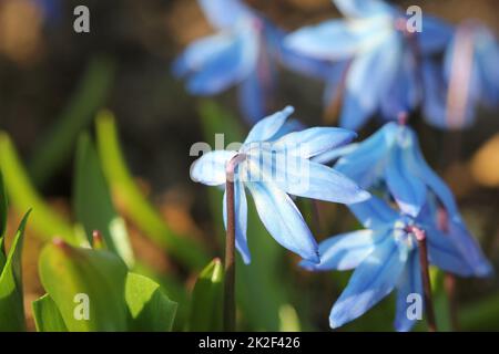 Schöne Scilla siberica (Sibirische blausterne oder Holz blausterne) Erste Frühlingsblumen. Stockfoto