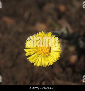 Huflattich, Heilpflanze, Blüte im Frühjahr. gelbe Blüte im Frühjahr. Stockfoto