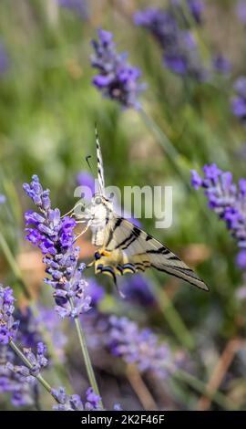 Fenchel Swallowtail auf Lavendel, Provence, Frankreich Stockfoto