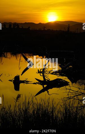 Bäume spiegeln sich am Abend und die Wasseroberfläche Stockfoto