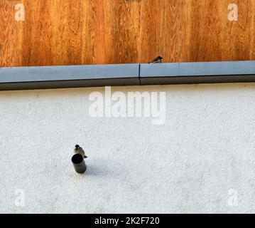 Ein paar gestrittene Spatzen der alten Welt, die auf einem improvisierten Nest an einer Hausmauer sitzen und in verschiedene Richtungen schauen Stockfoto