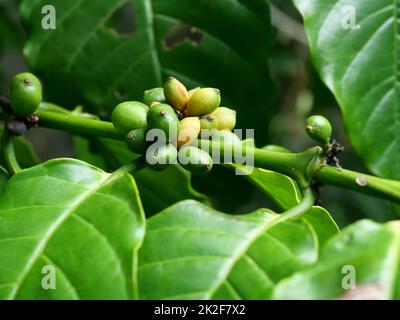 Rohe Früchte und reife gelbe und grüne Kaffeekirschbohnen auf der Baumplantage in Thailand Stockfoto