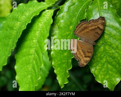 Der Chocolate Pansy (Junonia iphita) Schmetterling auf grünem Kaffeeblatt mit schwarzem Hintergrund, brauner Streifen auf den sich ausbreitenden Flügeln des Insekts Stockfoto