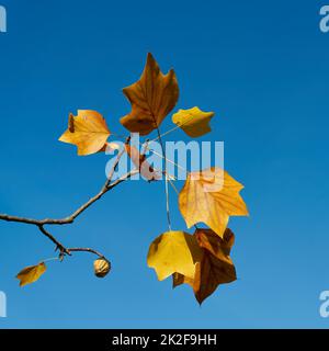 Blätter eines Tulpenbaums, Liriodendron tulipifera mit farbenfroher Herbstfarbe und blauem Himmel im Hintergrund Stockfoto