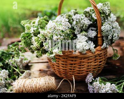 Weiße Schafgarbe (Achillea Millefolium) im Korb Stockfoto