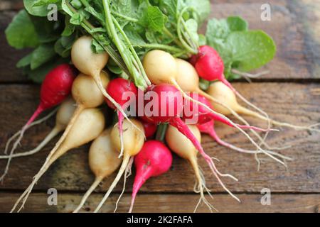 Frische rote und gelbe Radieschen auf dunklem rustikalem Holzhintergrund. Draufsicht Stockfoto