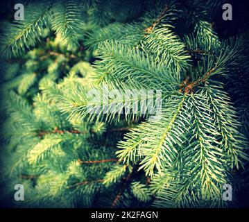 Tannenbaum-Brunch aus der Nähe. Oberflächliche Fokussierung. Flauschiger Tannenbaum-Brunch aus der Nähe. Weihnachtstapeten-Konzept Stockfoto