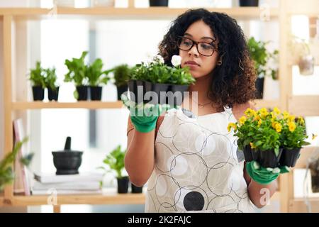 Dies sind meine beiden Optionen. Eine kurze Aufnahme einer attraktiven jungen Botanikerin, die zwei Pflanzensätze während der Arbeit in ihrem Floristen vergleicht. Stockfoto