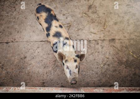 Was für ein kostbares Schwein. In einem Stall auf dem Bauernhof steht ein kleines Schwein. Stockfoto