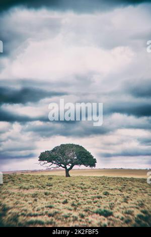 Baum des Lebens. Ein Baum, der auf einer abgelegenen afrikanischen Landschaft steht - Copyspace. Stockfoto