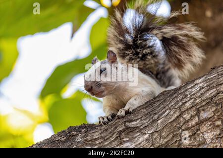 Buntes Eichhörnchen, Sciurus variegatoides Stockfoto