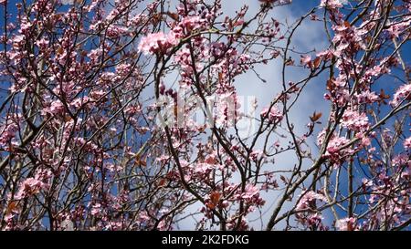 Wunderschöne Kirschen- und Pflaumenbäume in Blüte im Frühling mit bunten Blumen Stockfoto
