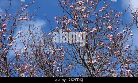 Wunderschöne Kirschen- und Pflaumenbäume in Blüte im Frühling mit bunten Blumen Stockfoto