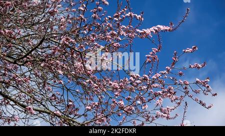 Wunderschöne Kirschen- und Pflaumenbäume in Blüte im Frühling mit bunten Blumen Stockfoto