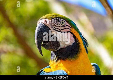 Farbenfrohe Aras in der Vegetation des brasilianischen Regenwaldes Stockfoto