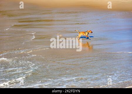 Morgens laufen und spielen Hunde auf dem Strandwasser Stockfoto