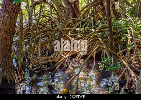 Dichte Vegetation im tropischen Mangrovenwald mit seinen Wurzeln Stockfoto