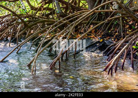 Dichte Vegetation im tropischen mangrovenwald brasiliens mit seinen Wurzeln Stockfoto