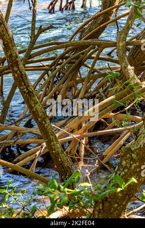 Dichte Vegetation im tropischen Mangrovenwald mit seinen Wurzeln im Salzwasser Stockfoto