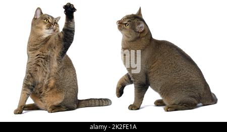 Erwachsene graue Katze scottish gerade sitzt auf einem weißen Hintergrund und schaut nach oben Stockfoto