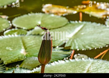 Kleine Libelle hoch oben auf Amazonas Pflanze Stockfoto