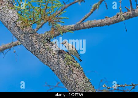 Ein Cedar Waxwing, der ein Insekt in einem Baum isst Stockfoto