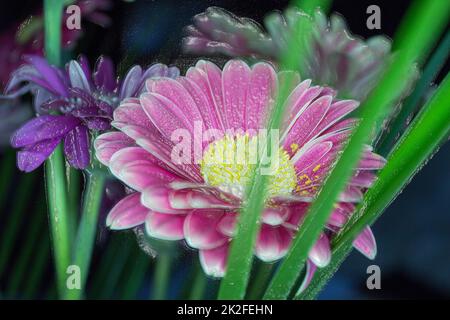 Schöne rosa Gerbera Stockfoto