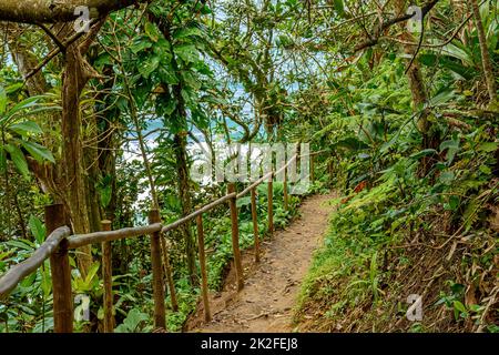 Weg durch die dichte Vegetation des atlantischen Waldes Stockfoto