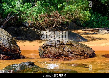 Der Wald und der Strand von Ilha Grande Stockfoto