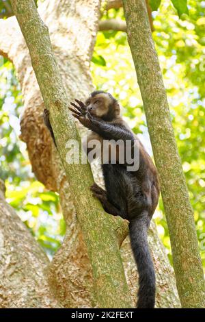 Junger schwarzer Kapuzineraffe am Baum Stockfoto