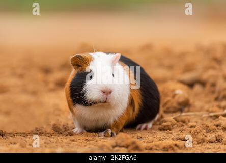 Ein Meerschweinchen auf einem Außenfeld Stockfoto