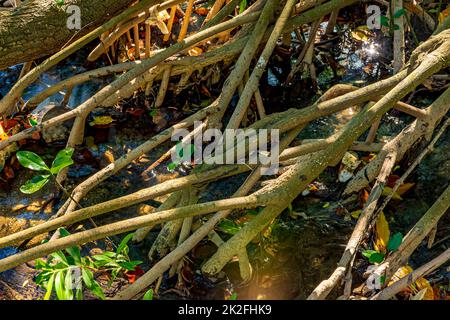 Wurzeln dichter Vegetation im tropischen Mangrovenwald Stockfoto