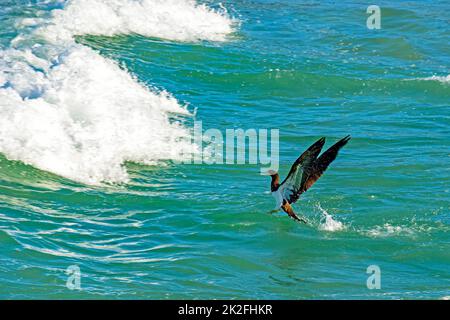 Seevögele, die vor den Wellen aus dem Wasser kommen Stockfoto