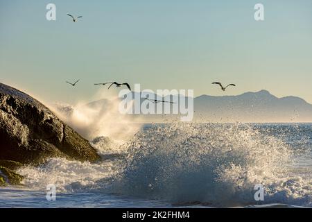 Die Möwe fliegt bei Sonnenaufgang über dem Meer und spritzt Wellen Stockfoto